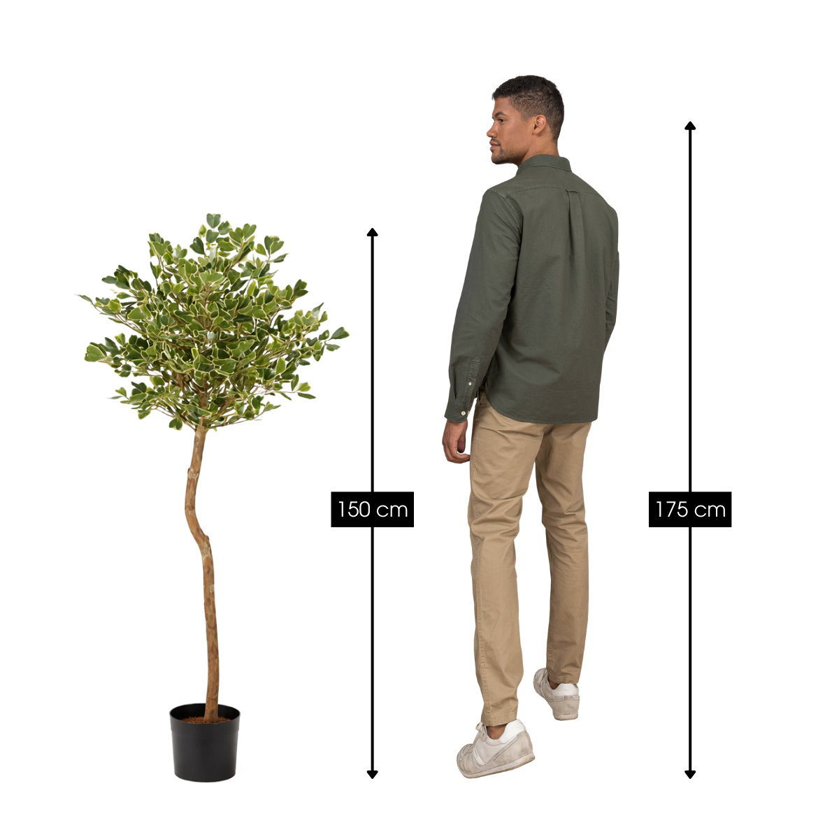 Kunstplant Ficus Triangularis Groen – 150 cm